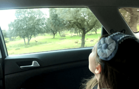 Carolina observe depuis la voiture les cerfs du domaine de la Zarzuela, comme le raconte le chapitre du livre.